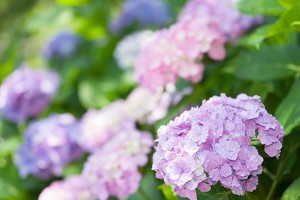 Ajisai ( Hydrangea )
