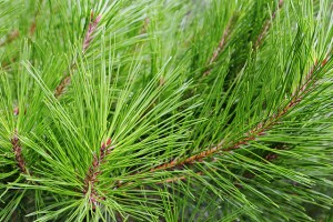 Pine needle