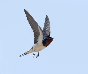 Flying swallow