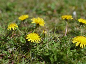 Taraxacum in spring